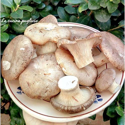 Funghi Cardoncelli