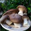 Funghi cardoncelli