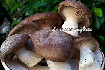 Funghi cardoncelli