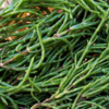 Salicornia un ingrediente versatile per piatti deliziosi e salutari - la cucina pugliese