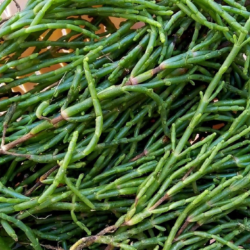 Salicornia un ingrediente versatile per piatti deliziosi e salutari - la cucina pugliese