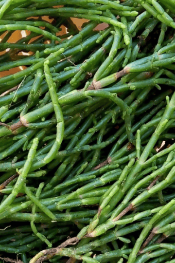 Salicornia un ingrediente versatile per piatti deliziosi e salutari - la cucina pugliese