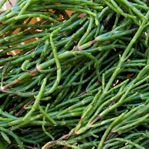 Salicornia: un ingrediente versatile per piatti deliziosi e salutari
