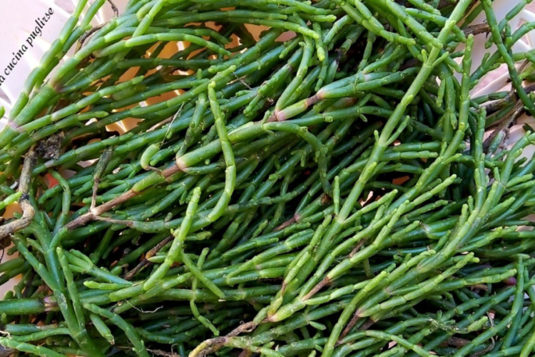 Salicornia un ingrediente versatile per piatti deliziosi e salutari - la cucina pugliese